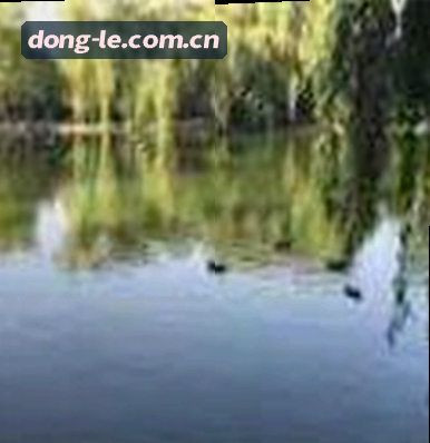 陈磊